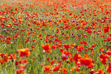 Summer Meadow / Poppy Field / nature background or wallpaper