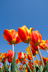 Tulipfield