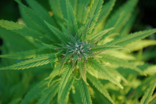 close up of a marijuana plant bud