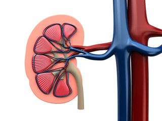 3d rendered medical illustration of the human kidney