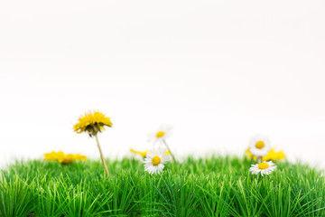 Rasen © Leonardo Franko