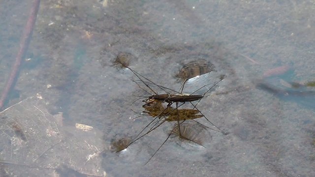 Wasserl&auml;ufer Gerridae