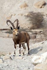 Nubian ibex