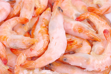 shrimp background