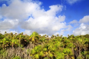Chit palm trees jungle in Tulum Mayan Riveira Mexico
