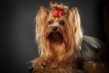 Naklejka premium Yorkshire Terrier