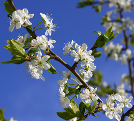 Kirschbaumblüten