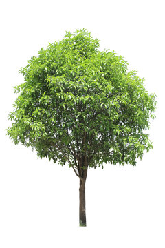 green small tree