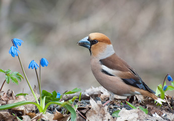 В подснежниках; in snowdrops.