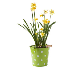 Daffodils