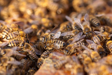 little bees in early spring time
