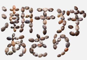 ABC[allittleneck_clam]_07