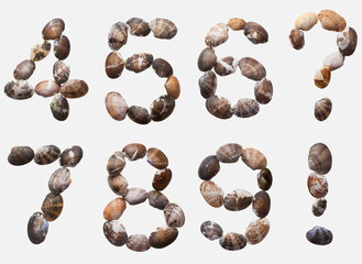 ABC[allittleneck_clam]_06