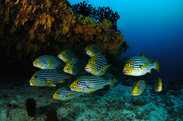 Sweetlips