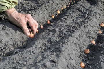 planting the onion