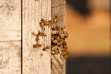 little bees in early spring time