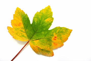 Leaf on a white background