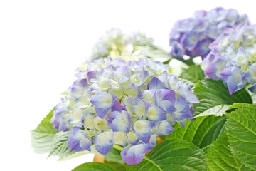 Crédence de cuisine en verre imprimé Hortensia blue hydrangea flower