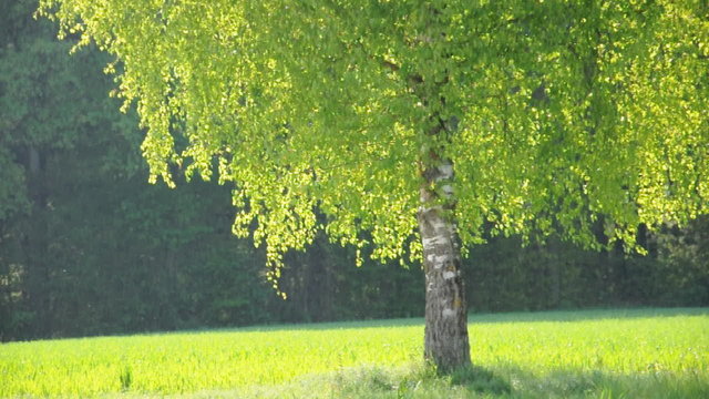 Fr&uuml;hlingsb&auml;ume