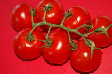 tomaten auf roten hintergrund