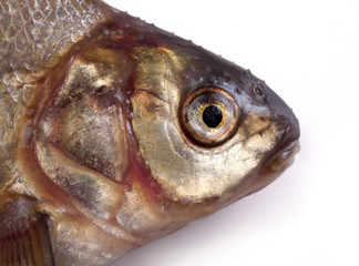 bream on a white background