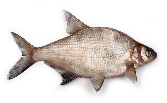 bream on a white background