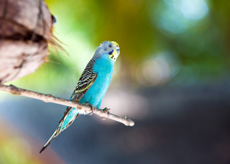 Nest out of focus and a shell parakeet on a branch