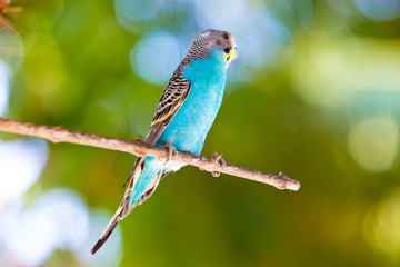 Naklejka premium Budgerigars on branch