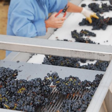 Vendanges, raisins, table de tri, tri manuel