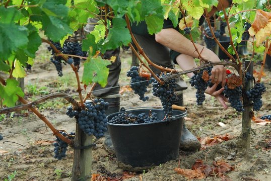 Vendanges manuelles