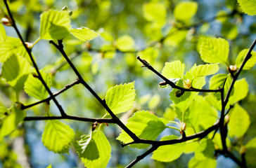Vert tendre