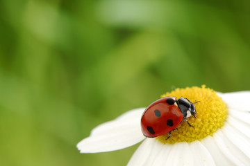 ladybug on camomile