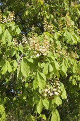 horse chestnut flowers