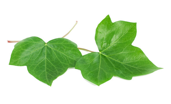 Green leaves of an ivy (Hedera L.)