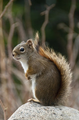 Sitting cute squirrel