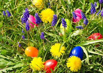 colorful easter eggs on a spring meadow with dandelions