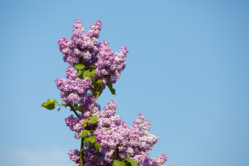 Rosa Flieder vor blauem Himmel