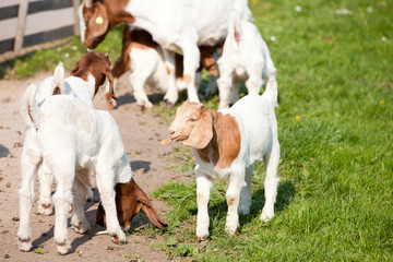 Fototapeta premium Ziegen Jungtier mit Familie
