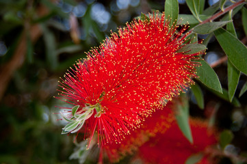red bottlebrush flower