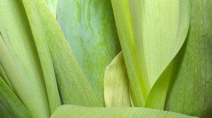 Obraz premium juicy green leaves