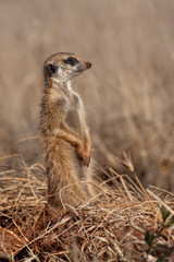 Fototapeta premium Meerkat