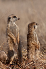 Fototapeta premium Meerkat lookout