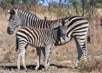 Fototapeta na wymiar Plains Zebra, mother and foal