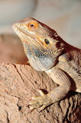 Bartagame