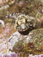 Obraz premium Sculpin