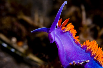 Flabellina iodinea (Spanish shawl)