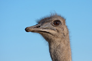 Ostrich