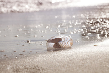 nautilus shell on sea beach , sunrise light