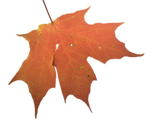 Fototapeta premium Isolated autumn leaf