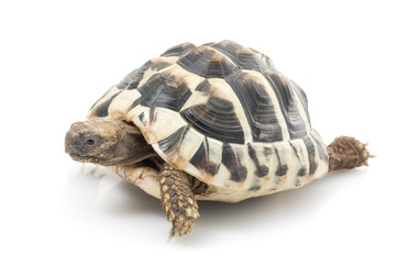 Herman's Tortoise against white background.